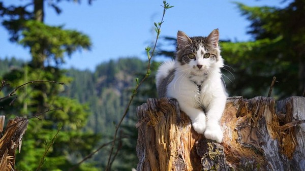 Прикольных котов пост