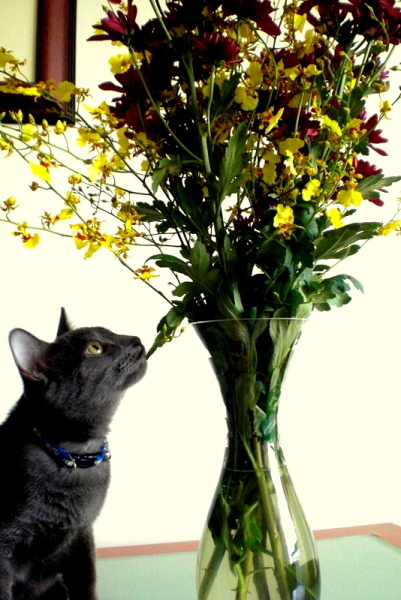Котовторник, Весна, Цветы!