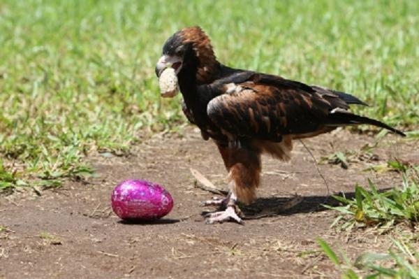 Как орел пасхальное яйцо разбивал