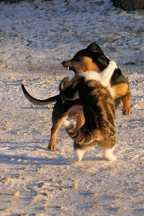 Кошки или собаки?