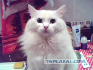 Котовторник - С праздником, котоводы!