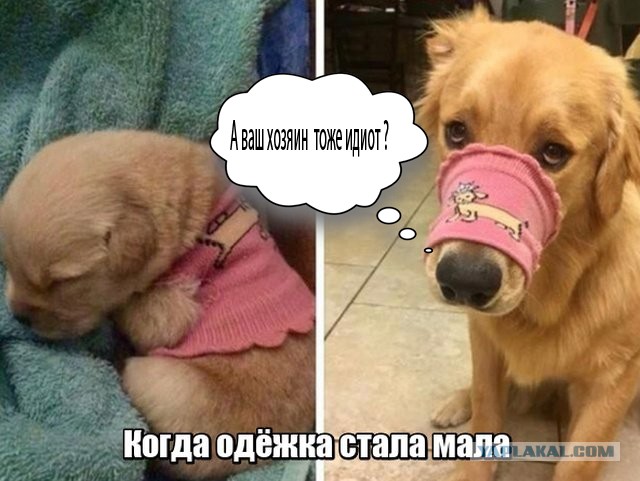 Прикольные картинки абавсём