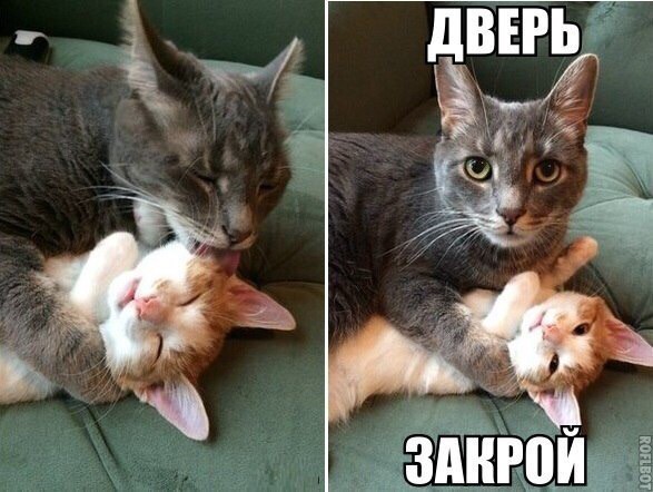 23 самых ленивых кота