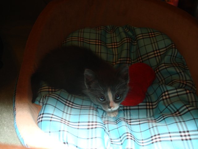 Котовторник! 08.11.11