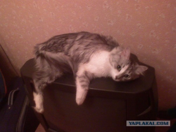 Котовторник 13.12.11 - магическе числа