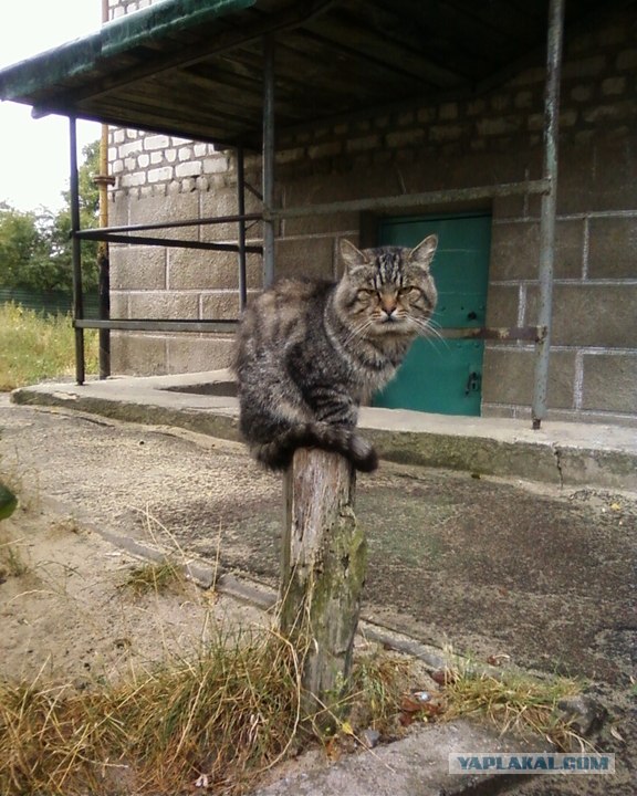 Котовторник! 13.03.2012