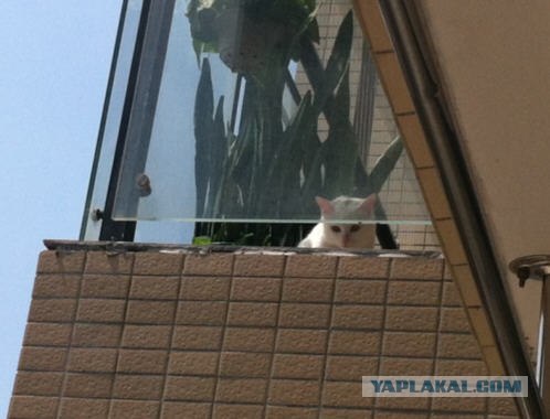Котовторник 20.03.2012