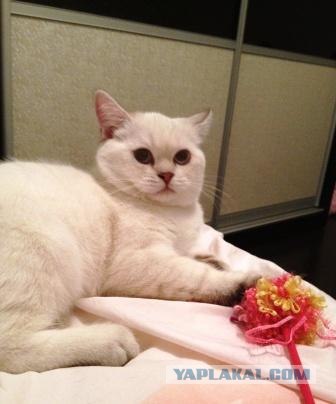 Котовторник на 26.06.12