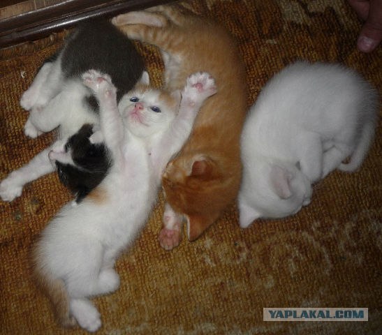 Котовторник 24.07.2012
