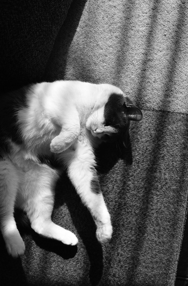 Котовторник 29.01.2019!
