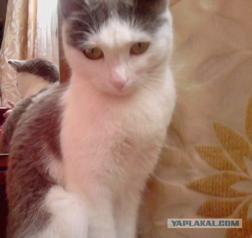 Котовторник  16.10.12