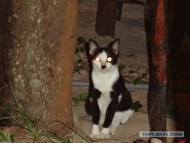 Про котов и про КОТА