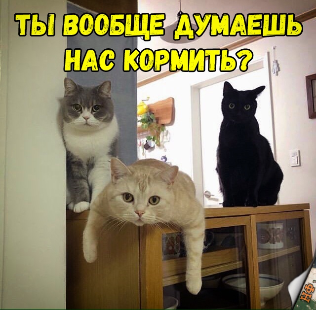 Забавные фото котеек