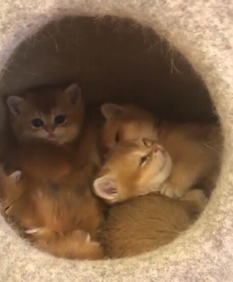 Забавные фото котеек