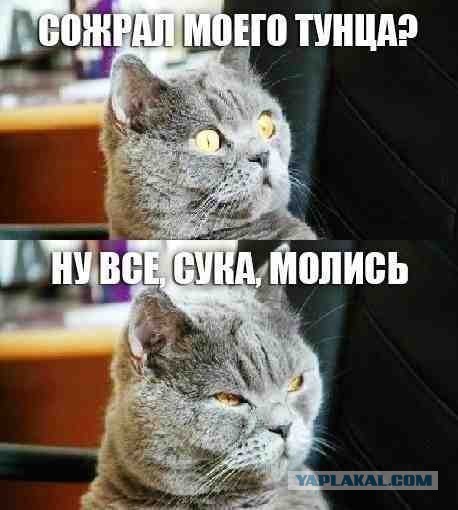 Картинки с котами и про котов