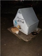 Помогите вернуть кота! Приют "Преданное сердце" украл кота и не отдает!