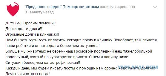 Помогите вернуть кота! Приют "Преданное сердце" украл кота и не отдает!-2