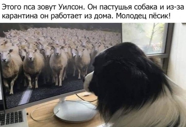 Веселые картинки 05.04.20