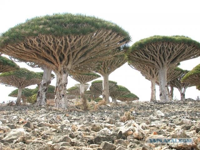 Необычные деревья (11 фото)