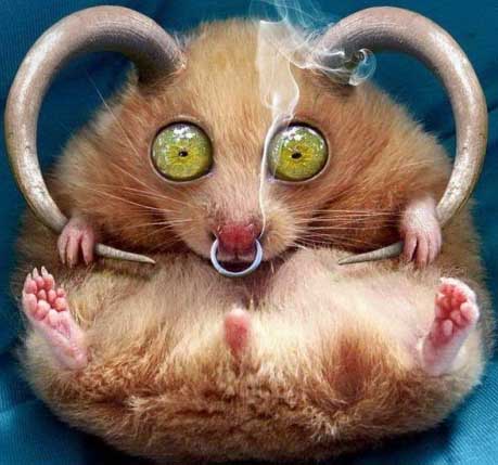 Хомячки замаскировались