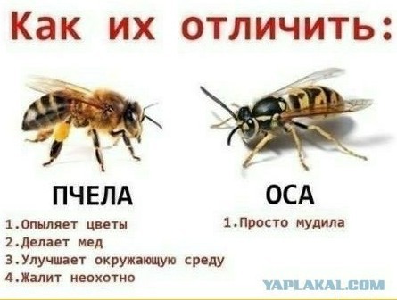 Вот это грандиозное сооружение - это улей шершней