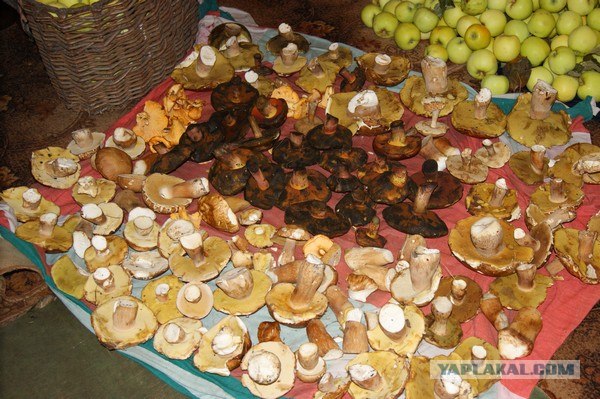 Осень в банках