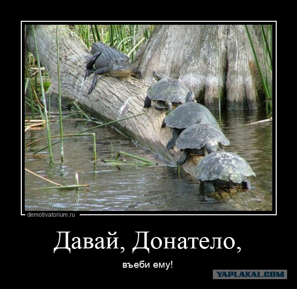 Черепаха собственница