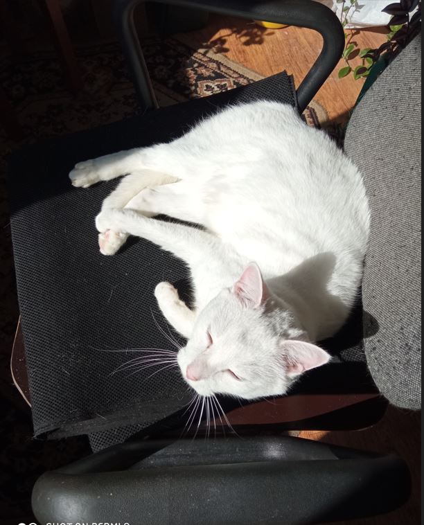 Котовторник! 16+ Коллеги-рабы, отмечаемся, у кого хозяину много лет!