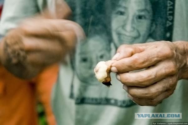 Курс выживания в джунглях