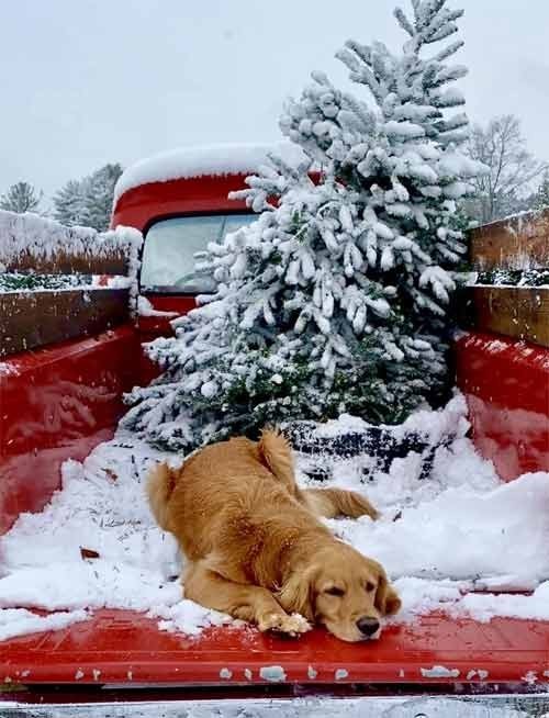 Котэ, совэ и все-все-все