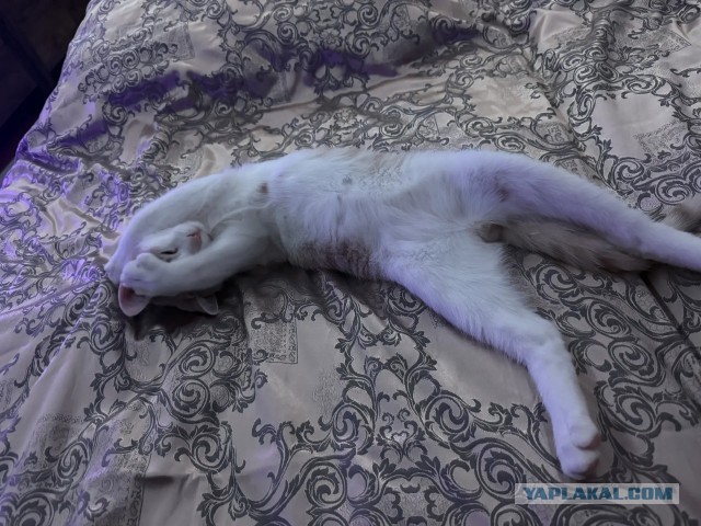 Вот и я стал рабом