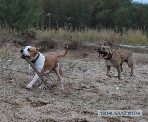 Собакочетверг на 02.01.2014