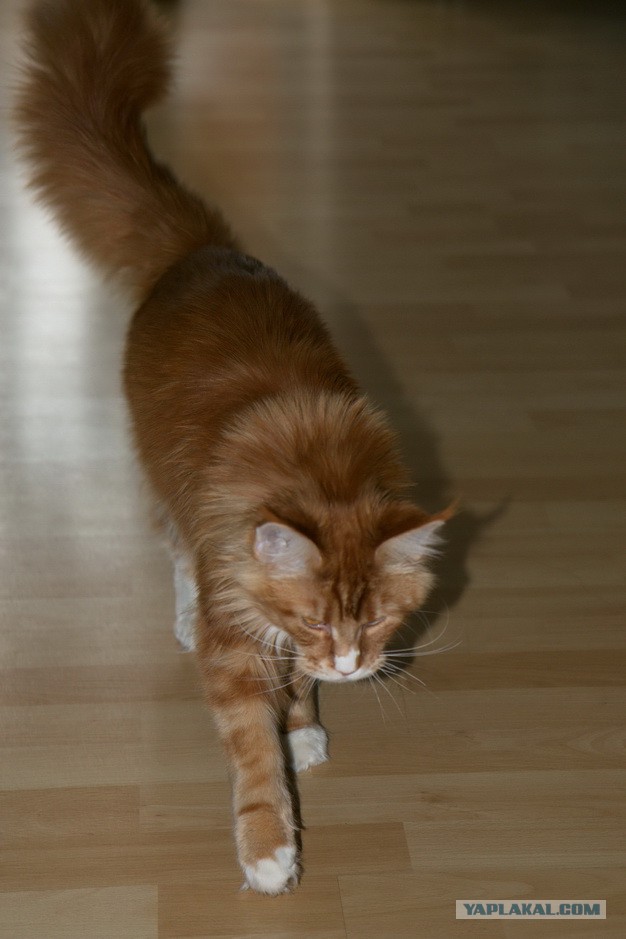 Котовторник 17.06.2014