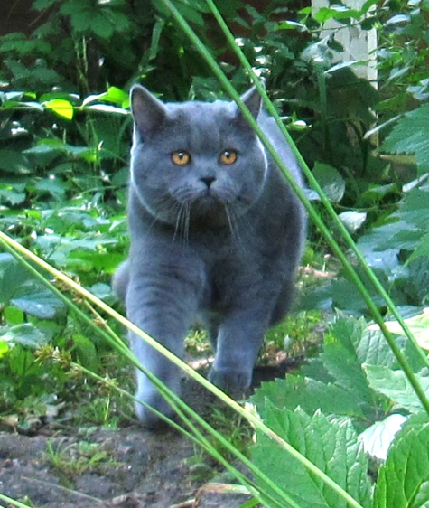 Котовторник 24.06.2014
