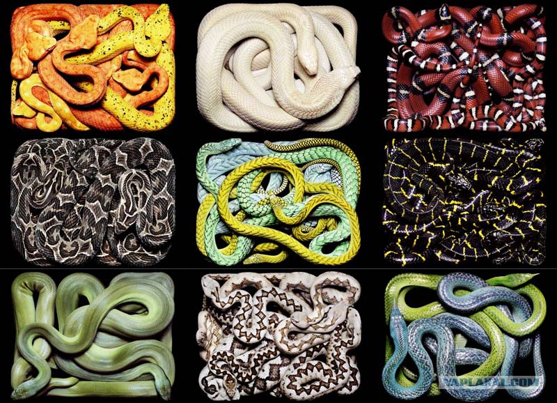 Картина клубок змей