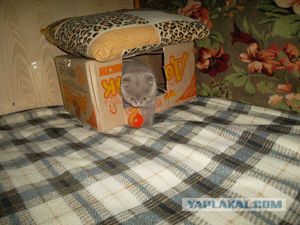 Неинтересные факты