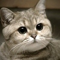 Пародии на звезд Голливуда