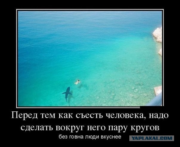 Акула охотится на пляже