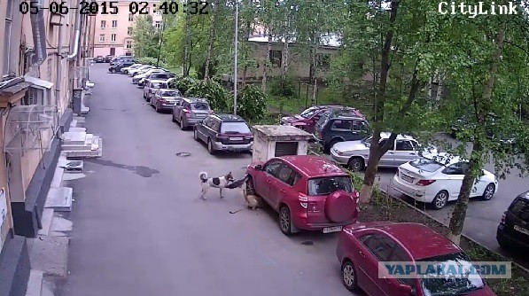 Собака сгрызла Тойоту