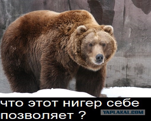 Обама доел за медведем лосося