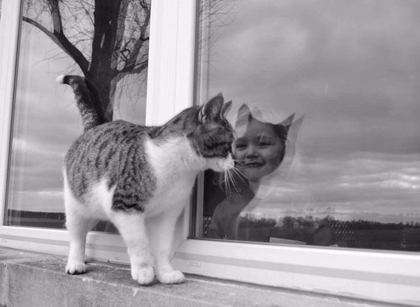 Котики на выходные