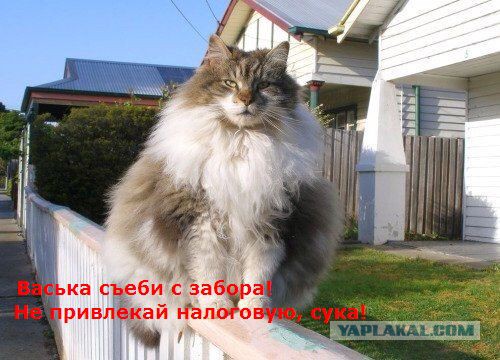 Мохнатые беспредельщики