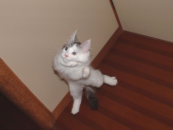 Народный котомет на фторинег