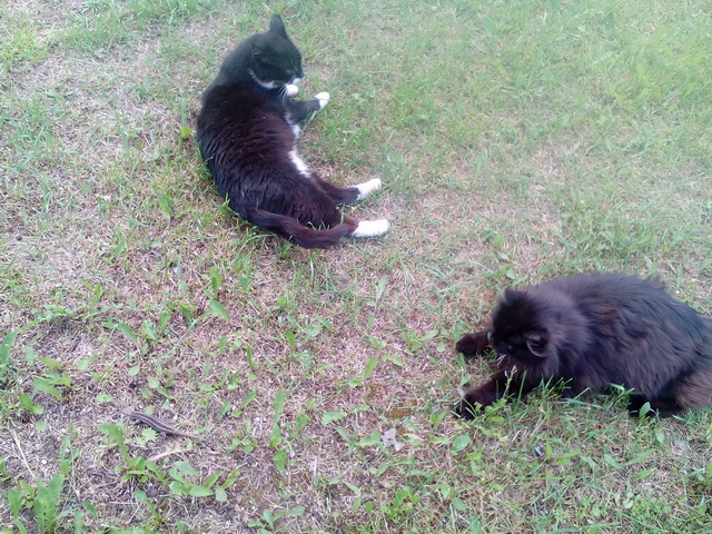 Котовторник 26.07 2016