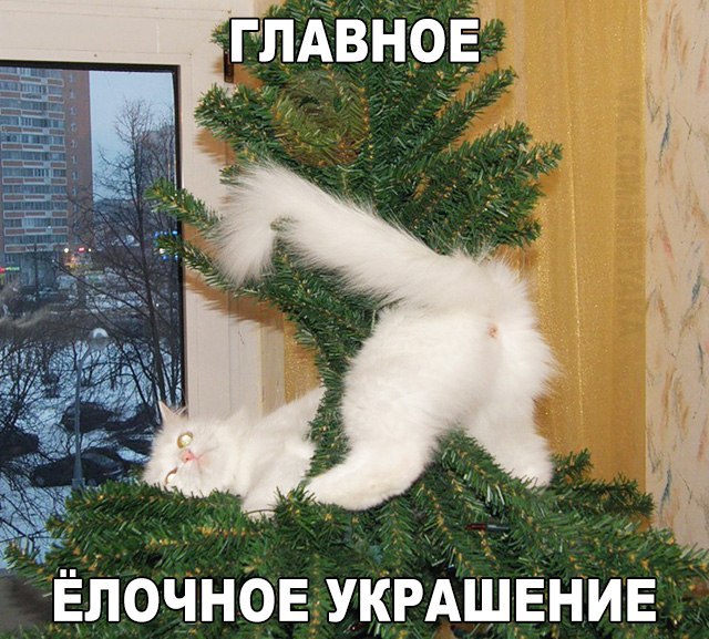 Коты из сети