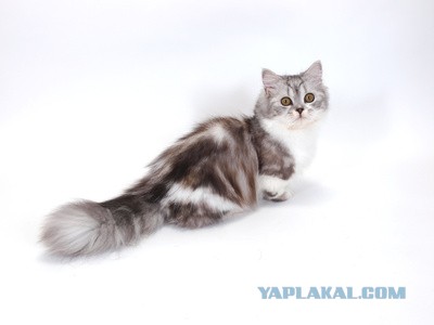 19 шикарных кошек, которые стоят целое состояние