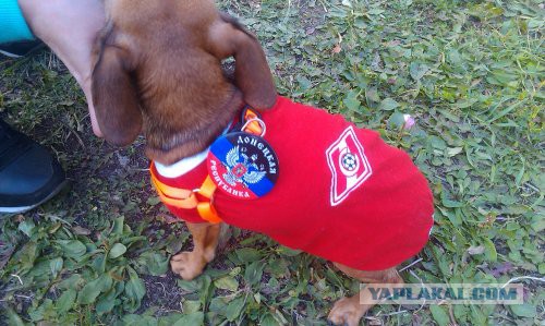 Не дадим пропасть собакочетвергу!