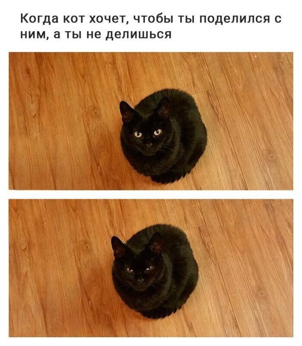 Коты и Кошки
