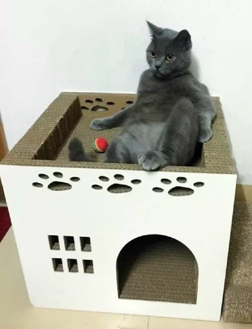 Коты и Кошки