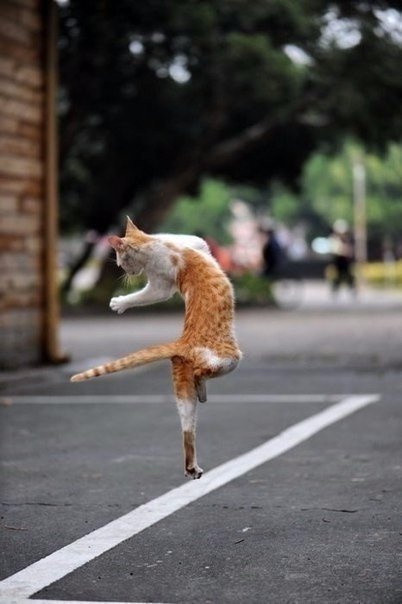 Коты и Кошки